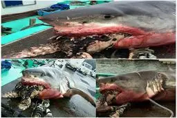 وقتی لقمه بزرگتر از دهنت بر میداری / عکس