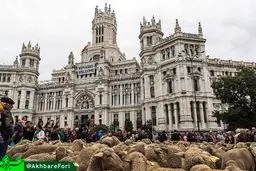 رژه گوسفندان در خیابان‌های مادرید/عکس