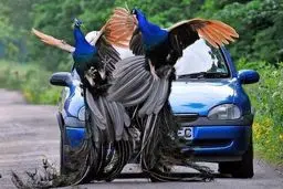 تصاویری دیدنی از پرواز طاووس های زیبا