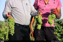 تصاویر زیبایی از برداشت انگور در اهواز