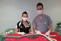 وقتی یک مار جراحی می‌شود!/ تصاویر