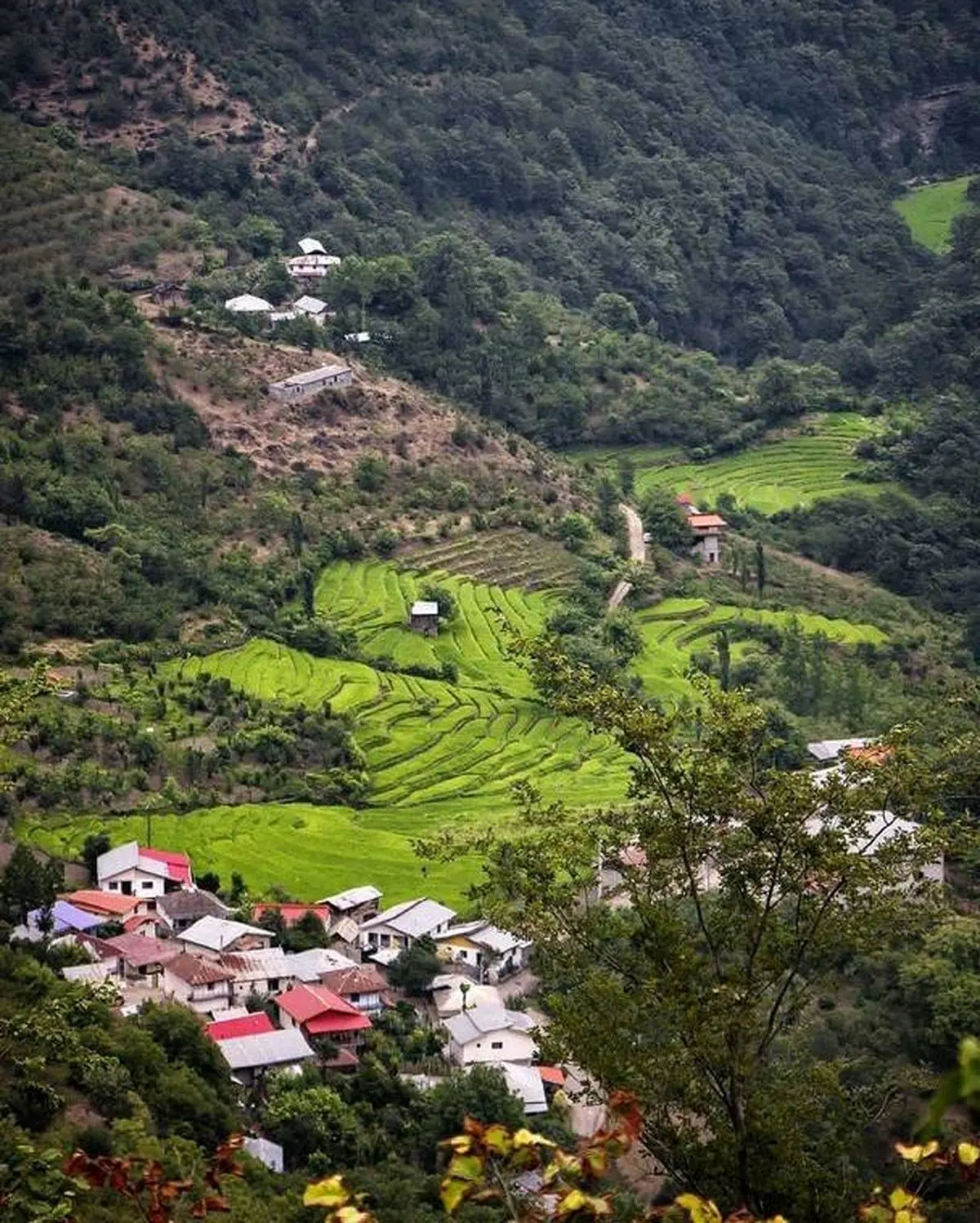 باور کنید اینجا گیلان است! / عکس