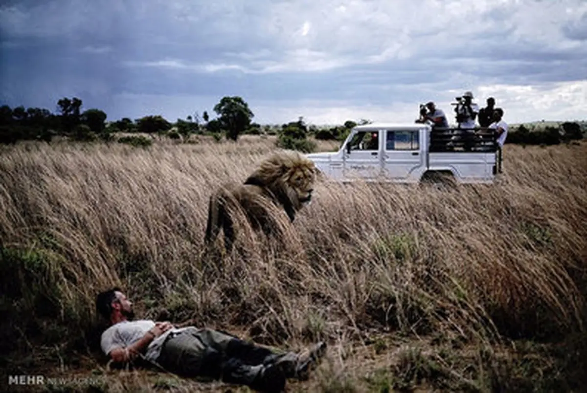 زندگی با شیرها‎/ تصاویر