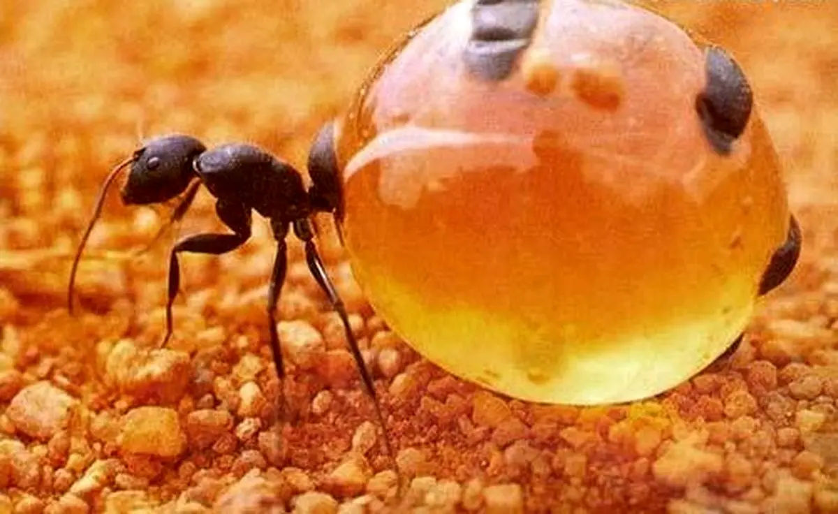 عکس هایی که امکان ندارد تا این لحظه دیده باشید/ تصاویر