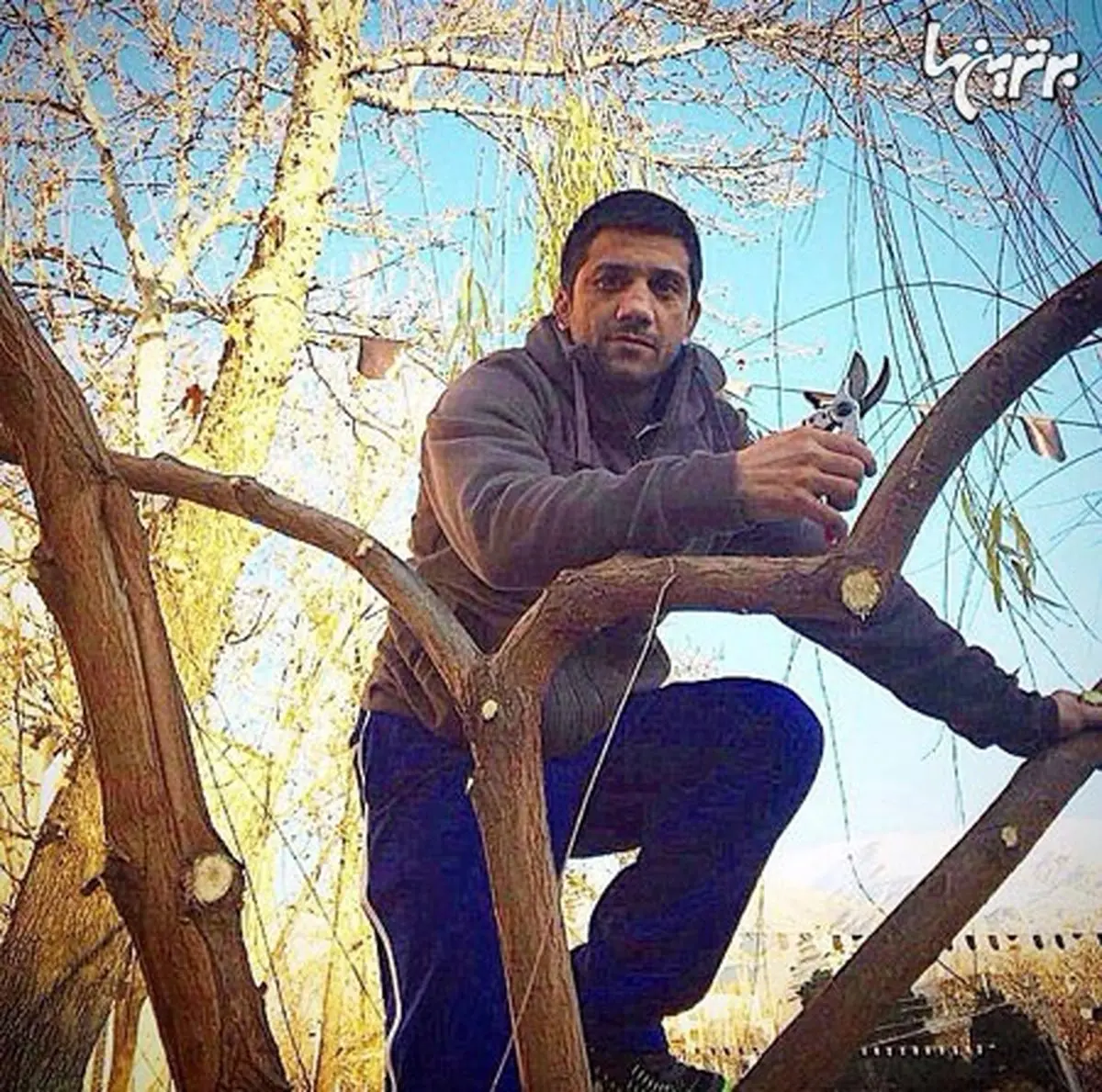 عضو شورای شهر در حال هرس کردن درخت/ عکس