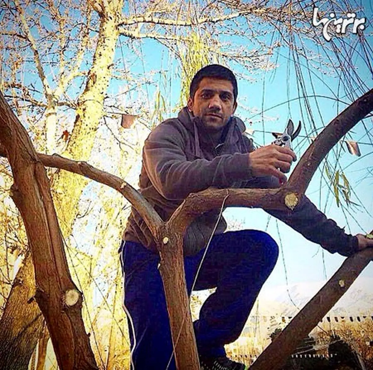عضو شورای شهر در حال هرس کردن درخت/ عکس