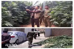 کشف مزرعه ۷هکتاری ماری جوانا در یاسوج