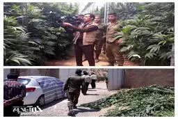 کشف مزرعه ۷هکتاری ماری جوانا در یاسوج
