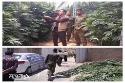 کشف مزرعه ۷هکتاری ماری جوانا در یاسوج