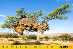 لانه 1000 کیلویی بر بالای یک درخت/ عکس