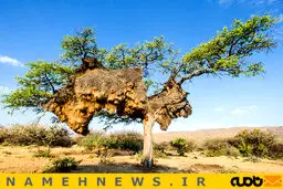 لانه 1000 کیلویی بر بالای یک درخت/ عکس