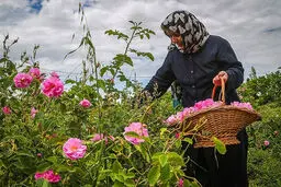 تصاویر/ برداشت گل محمدی در بجنورد