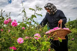 تصاویر/ برداشت گل محمدی در بجنورد