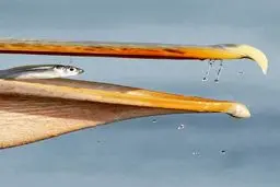 تصویری زیبا از دنیای حیوانات/ عکس