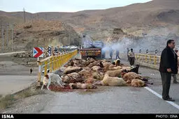 برخورد تریلر با گله گوسفند/تصاویر