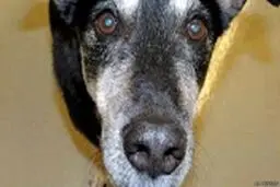 سگی که این سرطان را تشخیص می‌دهد +عکس