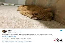 ارسال گربه به فضا! + عکس