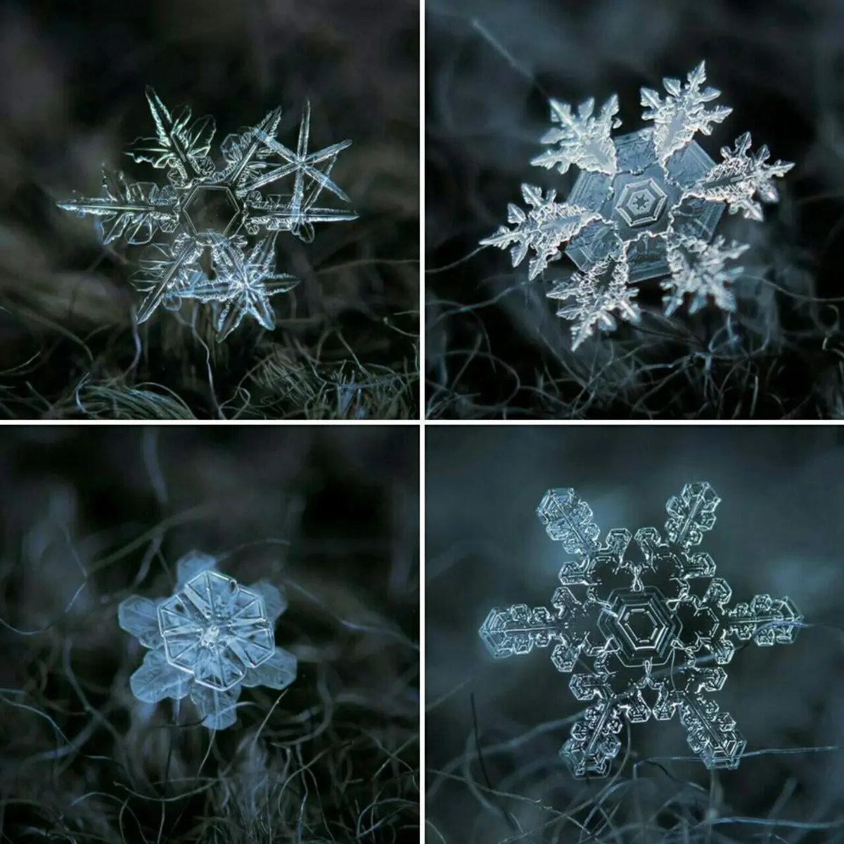 تصویر دیده نشده و دیدنی از دانه های برف