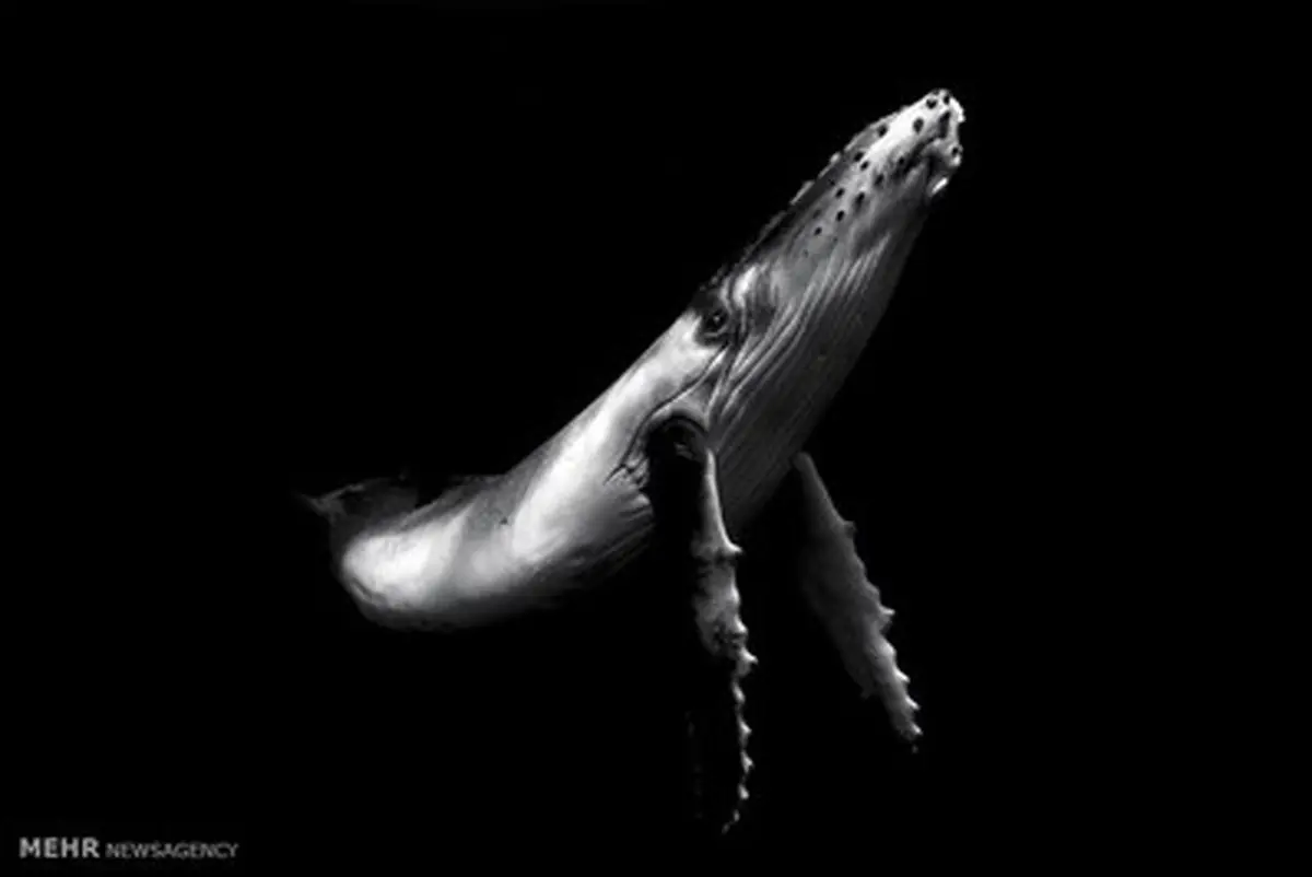 تصاویر نهایی برگزیده در مسابقه عکس سونی 2017