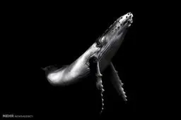 تصاویر نهایی برگزیده در مسابقه عکس سونی 2017