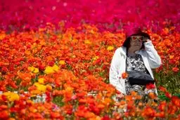 باغ گل کارلس‌بد در کالیفرنیا/ این تصاویر را ببینید تا حالتان خوب شود