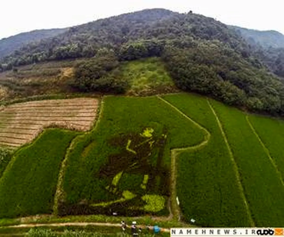 شالیزارهای چین، عرصه‌ای برای یکه‌تازی هنرمندان