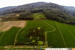 شالیزارهای چین، عرصه‌ای برای یکه‌تازی هنرمندان