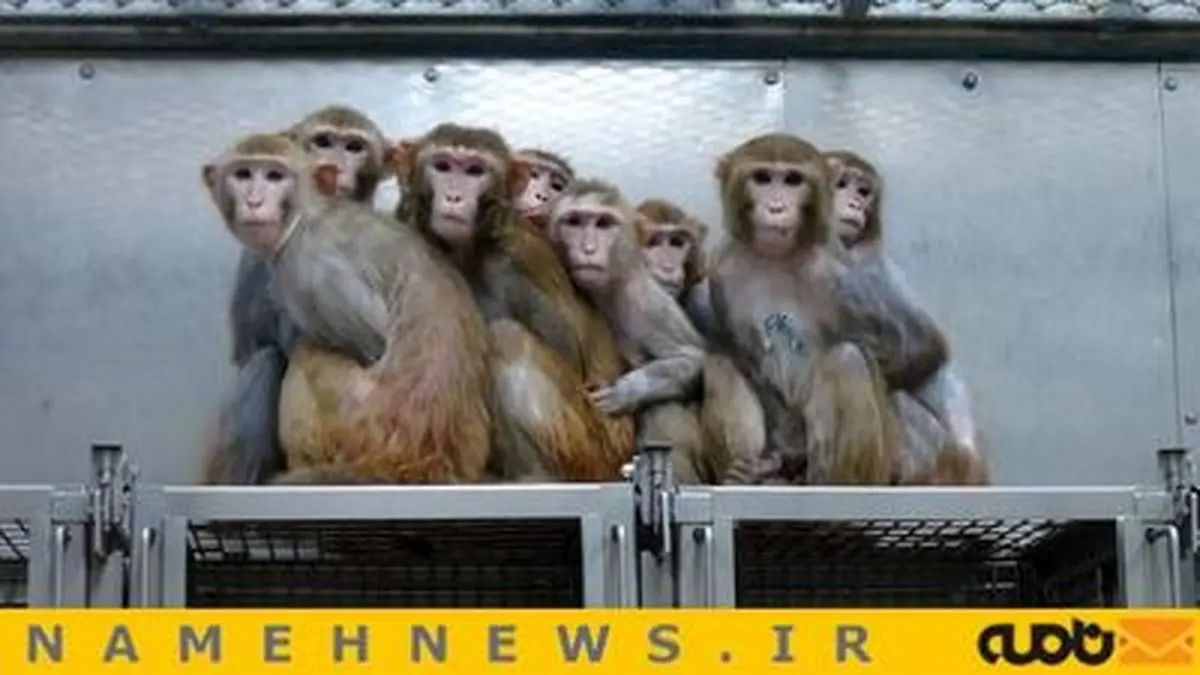 میمون‌هایی که آزمایش می‌شوند/ تصاویر