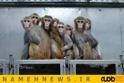 میمون‌هایی که آزمایش می‌شوند/ تصاویر