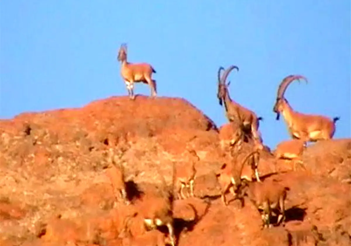 کمین بی نظیر پلنگ برای شکار طعمه اش+ تصاویر