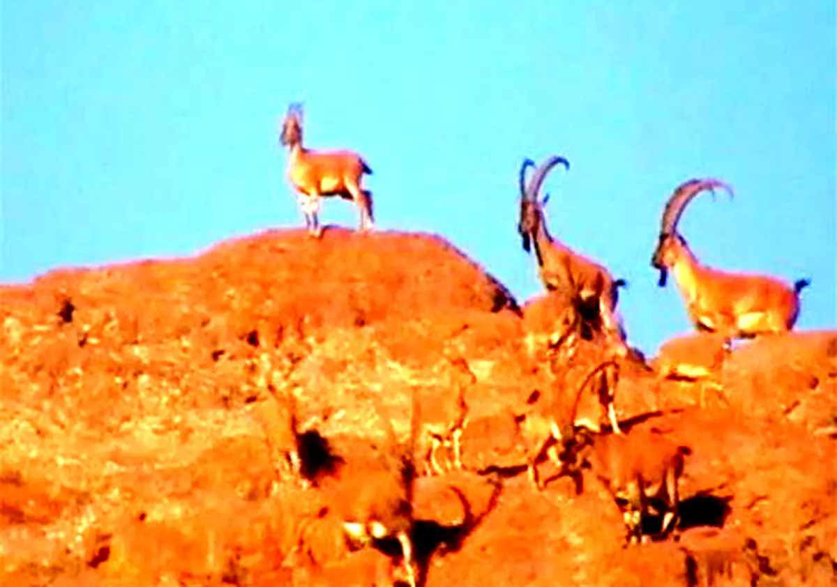 کمین بی نظیر پلنگ برای شکار طعمه اش+ تصاویر