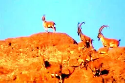 کمین بی نظیر پلنگ برای شکار طعمه اش+ تصاویر
