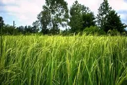 پیچیدن عطر برنج در شالیزارهای گیلان / تصاویر