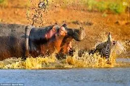 تلاش بی‌نتیجه اسب‌آبی برای نجات گورخر/تصاویر