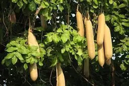 درخت سوسیسی!!! / عکس