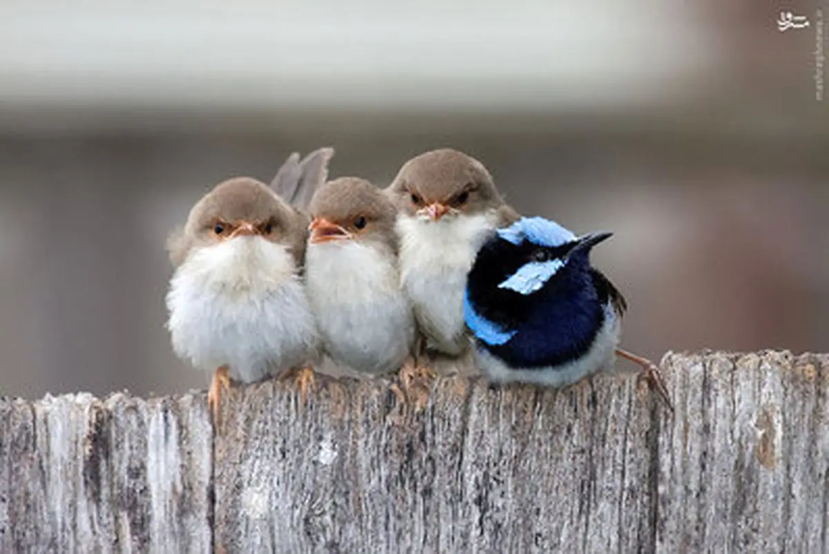 راهکار پرندگان برای گرم شدن/تصاویر