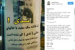 ضرغامی در جستجوی سگ گمشده در تجریش /پیداشدن این سگ برایم از شایعه علیه رئیس قوه قضاییه مهمتر است!