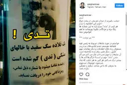 ضرغامی در جستجوی سگ گمشده در تجریش /پیداشدن این سگ برایم از شایعه علیه رئیس قوه قضاییه مهمتر است!