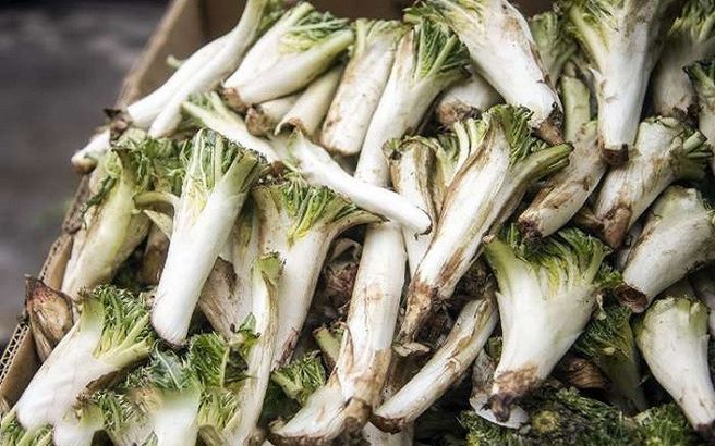 خواص کنگر را بشناسید + عکس