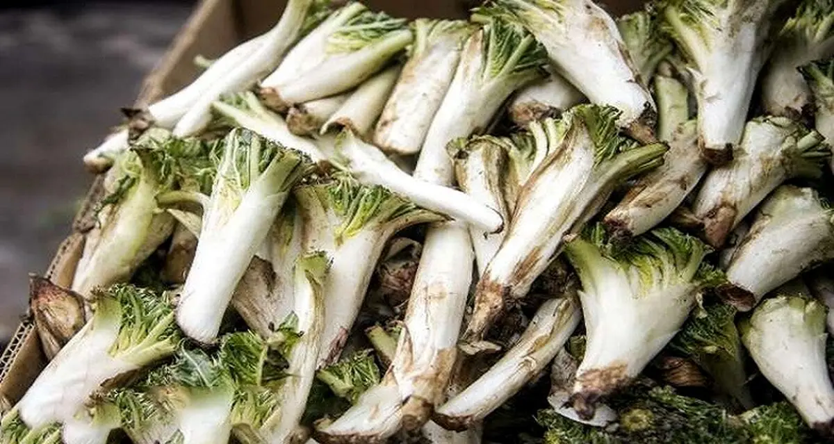 خواص کنگر را بشناسید + عکس