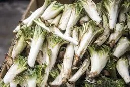 خواص کنگر را بشناسید + عکس