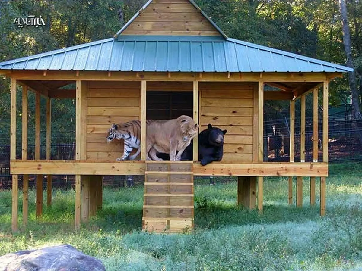 رفاقت۳ حیوان وحشی زجر کشیده/عکس