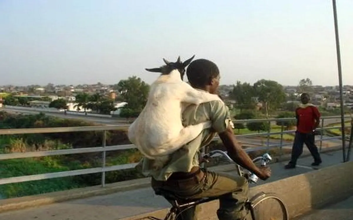 تصویر کمتر دیده شده از دوچرخه سواری بز