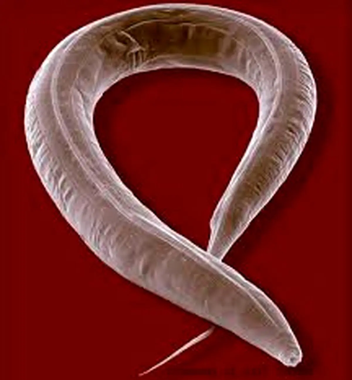 با خوردن این موجود چندش آور لاغر شوید! +عکس