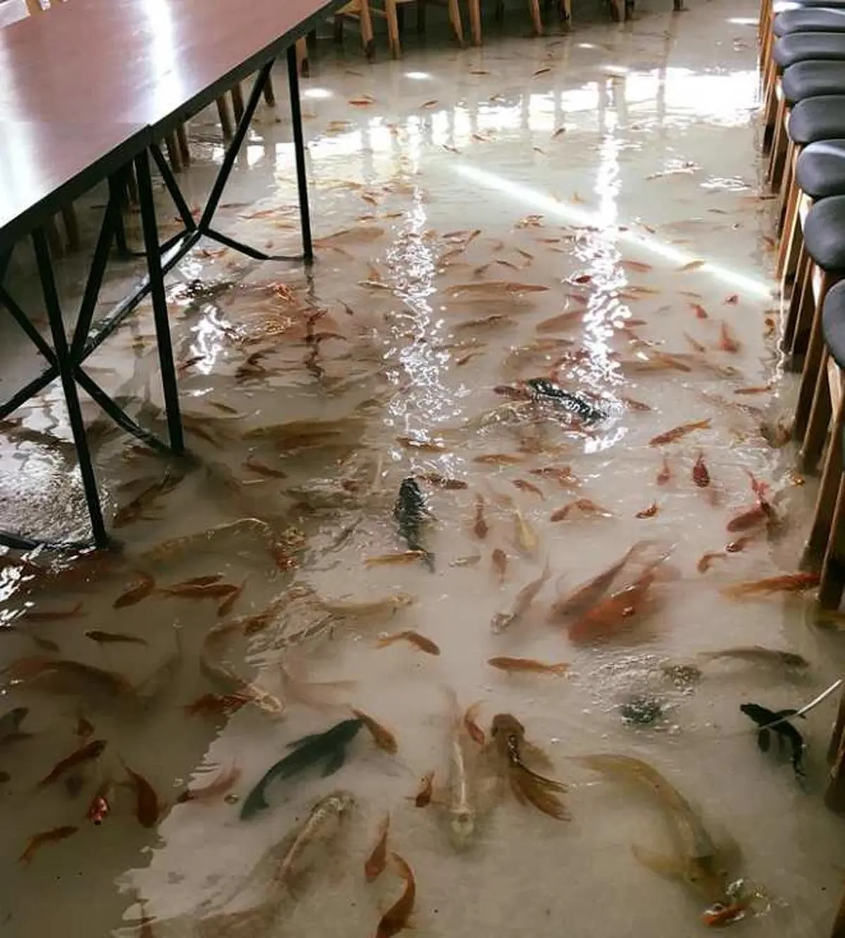 کافه‌ای که اجازه ورود با کفش به آن را ندارید! / تصاویر