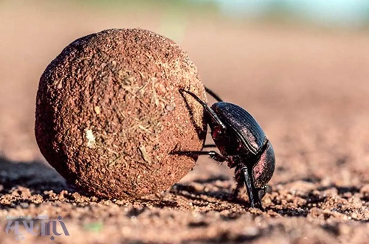 سوسکی قدرتمند‌تر از گوریل!/قوی‌ترین حشره جهان را بشناسید