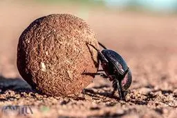 سوسکی قدرتمند‌تر از گوریل!/قوی‌ترین حشره جهان را بشناسید