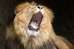 خمیازه سلطان جنگل/ عکس