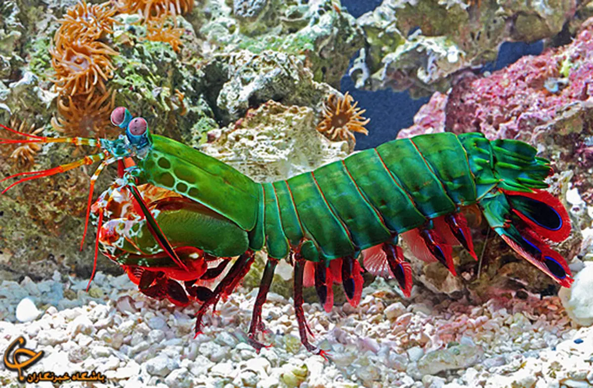 رنگی‌ترین موجود دنیا/ عکس