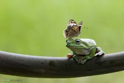 بازی قورباغه ها بر روی درخت (عکس)